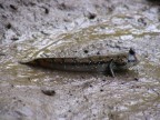 mudskipper.JPG (113 KB)